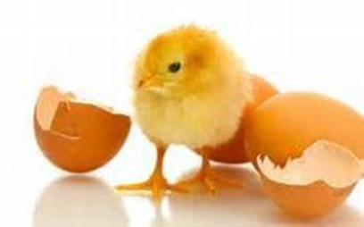 Chicken and Eggshells : What Just Happened to Me?