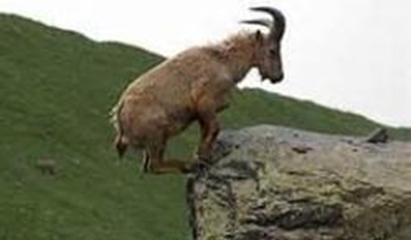 Goat at a Cliff : Can You Lose Your Salvation? Can I fall?