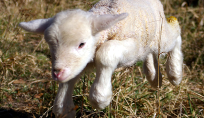 First Steps of a Baby Lamb : What Are My First Steps?