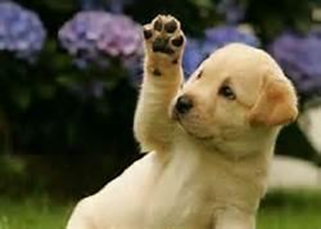 Dog Waving Goodbye : A Word in Parting : Closing Thoughts