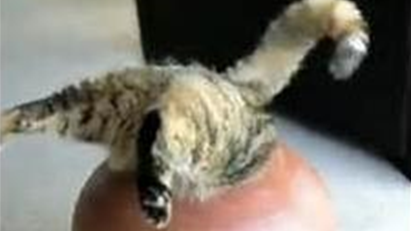 Cat Stuck in a Jar : You Need Someone to Save You!